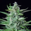 Special Kush Strain with an elongated, frosty cola against a dark background.
