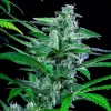 Special Kush Strain plant displaying well-formed, sticky buds with contrasting leaves.