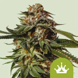 The Special Queen Auto Strain displays dense buds with striking orange hairs and a resinous coating.