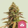 Close-up of Special Queen Strain showing vibrant trichomes and orange pistils.