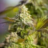 Special Queen Strain buds with striking orange and green hues under natural light.