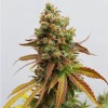 Mature Special Queen Strain showcasing dense, resinous flowers.