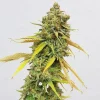 Tall Special Queen Strain with lush buds and colorful leaves, ready for harvest.