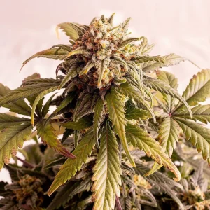 Speedy Boom Auto strain, full plant view against a dark background with detailed trichomes.