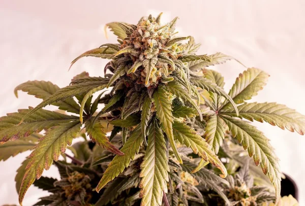 Speedy Boom Auto strain, full plant view against a dark background with detailed trichomes.