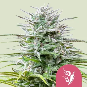 A vibrant Speedy Chile Fast Strain bud glistening with trichomes and deep green foliage