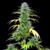 Mature Speedy Chile Fast Strain plant standing tall with numerous resinous buds under indoor lighting.