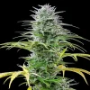 Top view of Speedy Chile Fast Strain plant, highlighting its well-formed, frosty colas ready for harvest.