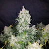 Stardawg Auto plant featuring large buds with trichomes and pointed green leaves