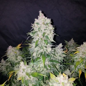 Stardawg Auto plant featuring large buds with trichomes and pointed green leaves