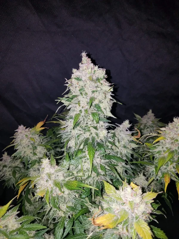Stardawg Auto plant featuring large buds with trichomes and pointed green leaves