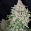 Tall Stardawg Auto plant with numerous resinous buds and lush green foliage