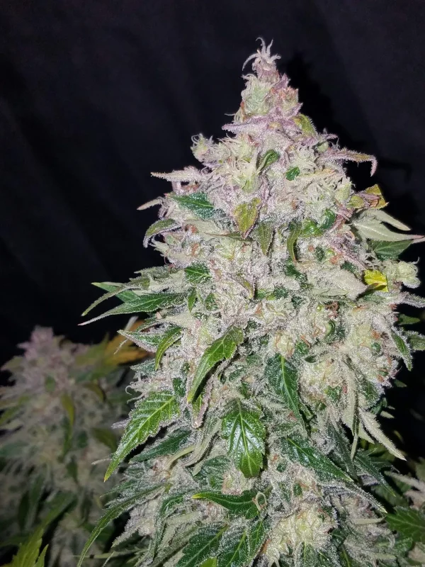 Tall Stardawg Auto plant with numerous resinous buds and lush green foliage