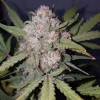 Close-up of Stardawg Auto’s dense bud covered in trichomes, showcasing green and orange tones