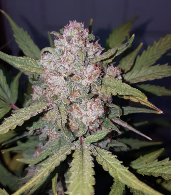 Close-up of Stardawg Auto’s dense bud covered in trichomes, showcasing green and orange tones
