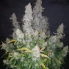 Full Stardawg Auto plant with thick, frosty buds and vibrant green leaves under soft lighting