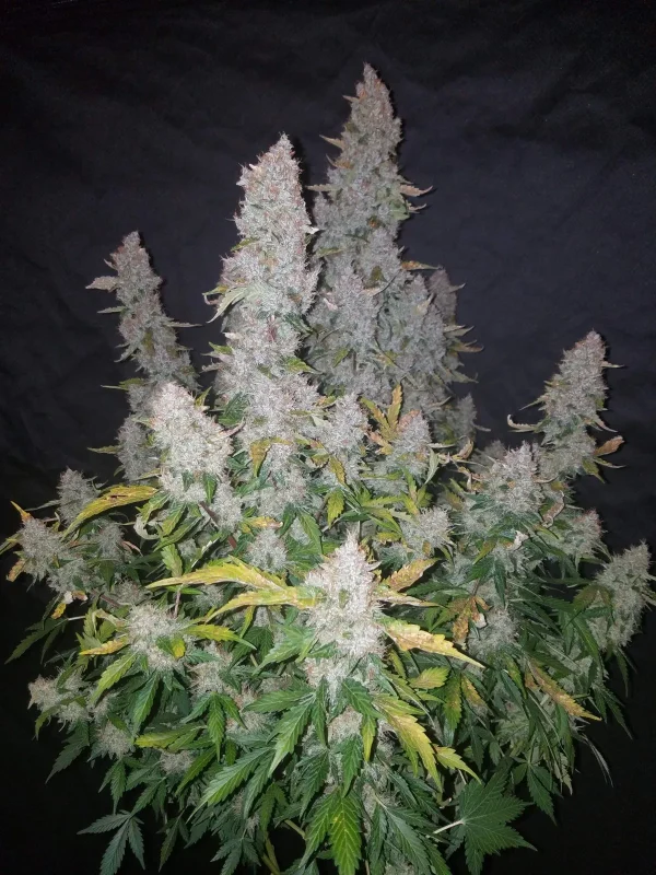 Full Stardawg Auto plant with thick, frosty buds and vibrant green leaves under soft lighting