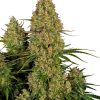 Sticky Orange XXL Auto strain, featuring a dense cluster of bright orange buds.