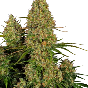 Sticky Orange XXL Auto strain, featuring a dense cluster of bright orange buds.