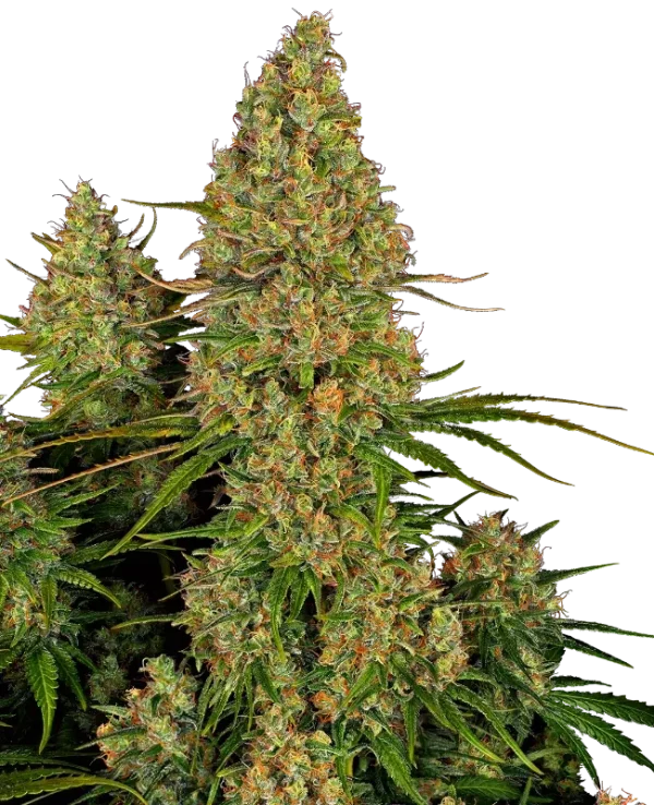 Sticky Orange XXL Auto strain, featuring a dense cluster of bright orange buds.