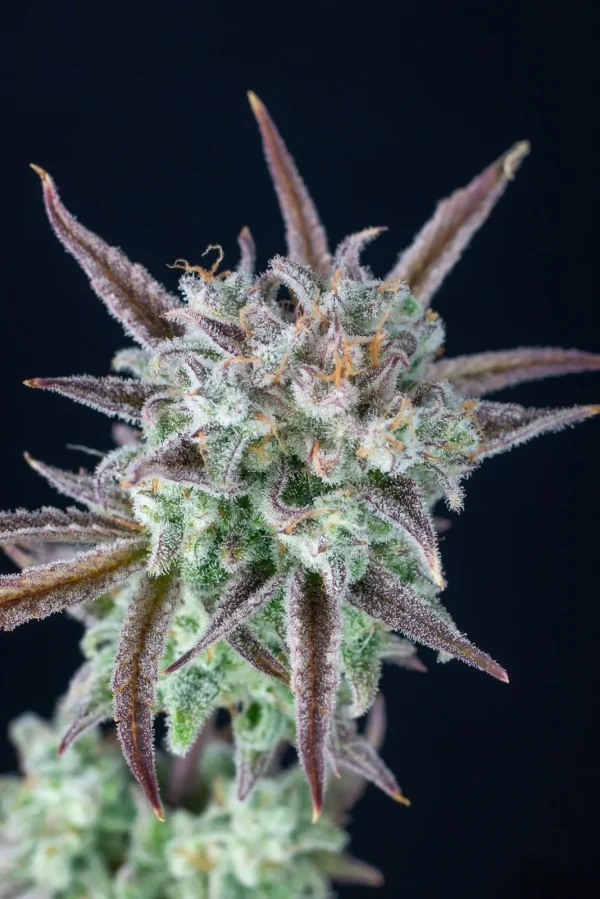 Full view of Strawberry Banana Auto plant with numerous resinous buds and lush green foliage