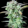 Strawberry Banana Auto plant showcasing thick buds with resin and bright green leaves