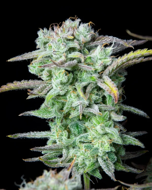 Strawberry Banana Auto plant showcasing thick buds with resin and bright green leaves