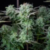 Close-up of Strawberry Banana Auto bud, dense and coated in a layer of trichomes