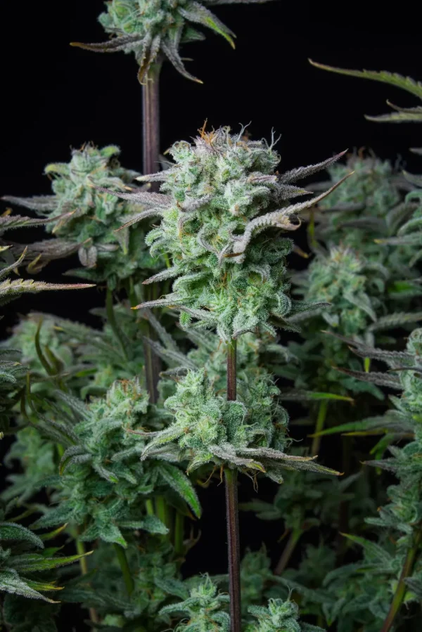 Close-up of Strawberry Banana Auto bud, dense and coated in a layer of trichomes