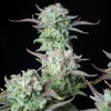 Strawberry Banana Auto buds with frosty trichomes and vibrant green leaves in a dark background