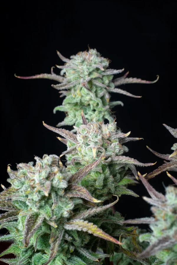 Strawberry Banana Auto buds with frosty trichomes and vibrant green leaves in a dark background