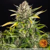 Strawberry Cheesecake Auto cannabis strain with colorful leaves and dense resinous flowers.