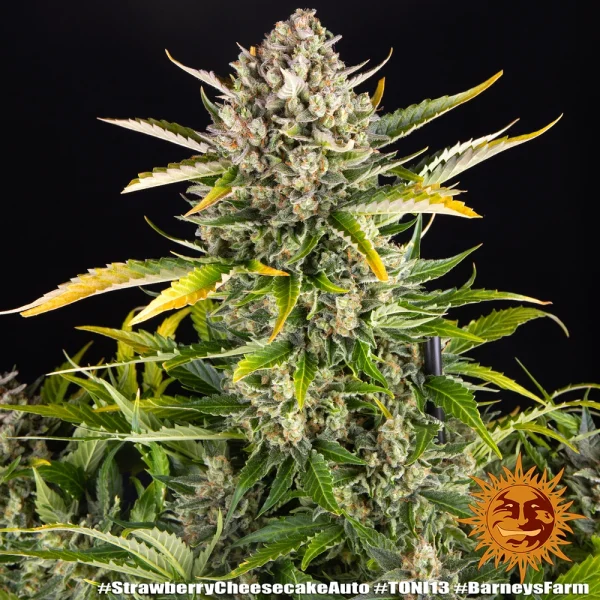 Strawberry Cheesecake Auto cannabis strain with colorful leaves and dense resinous flowers.