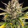 Close-up of Strawberry Cheesecake Auto buds covered in sticky trichomes.