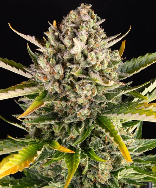 Close-up of Strawberry Cheesecake Auto buds covered in sticky trichomes.