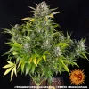 Flowering Strawberry Cheesecake Auto plant showing vibrant green and red hues.