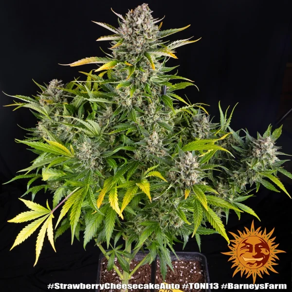 Flowering Strawberry Cheesecake Auto plant showing vibrant green and red hues.