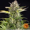 Strawberry Cheesecake Auto strain with frosty buds and bright orange pistils.