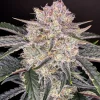 Strawberry Gorilla Auto plant showcasing thick, resinous buds and pointed leaves