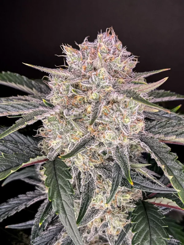 Strawberry Gorilla Auto plant showcasing thick, resinous buds and pointed leaves