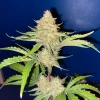 Close-up of Strawberry Gorilla Auto's frosty bud with orange pistils and vibrant green leaves