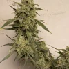 Strawberry Gorilla Auto bud with dense trichomes and green leaves on a light background