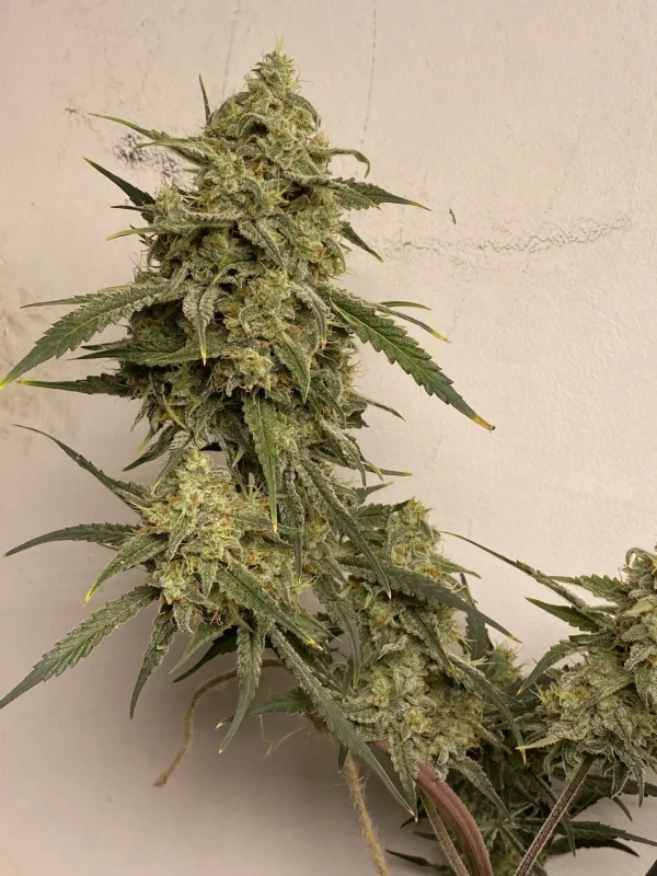 Strawberry Gorilla Auto bud with dense trichomes and green leaves on a light background