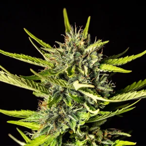 Strawberry Haze Auto strain bud glistening under the light with bright red hairs.