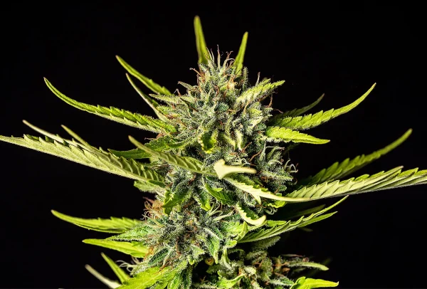 Strawberry Haze Auto strain bud glistening under the light with bright red hairs.