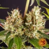 Strawberry Lemonade Strain buds covered in trichomes and orange hairs, showcasing high potency.