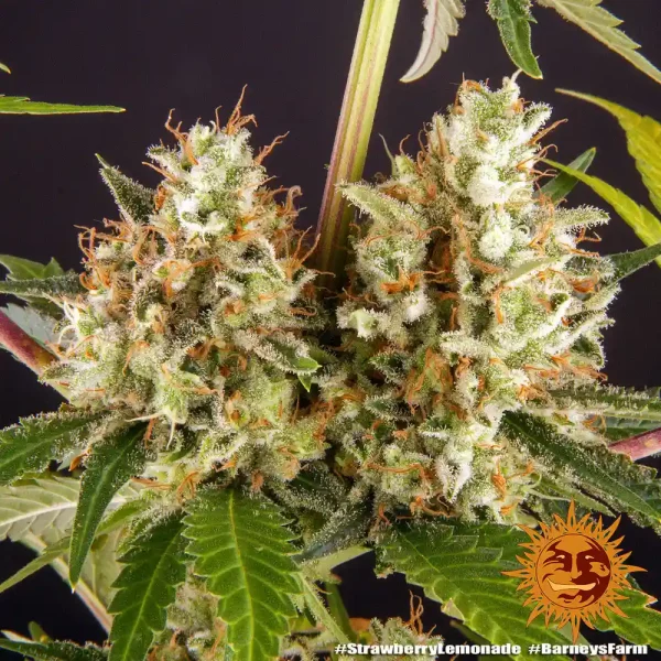 Strawberry Lemonade Strain buds covered in trichomes and orange hairs, showcasing high potency.