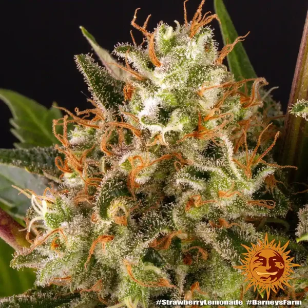 Detailed view of Strawberry Lemonade Strain with frosty trichomes and unique color contrast.