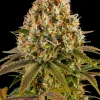 Large bud of Strawberry Lemonade Strain with healthy green leaves and dense, resinous structure.