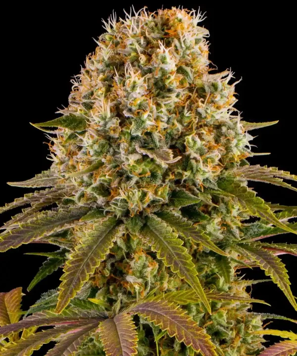 Large bud of Strawberry Lemonade Strain with healthy green leaves and dense, resinous structure.
